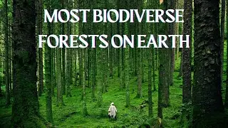 10 Largest and Most Biodiverse Forests on Earth