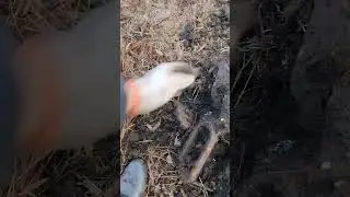 Коп в ноябре!