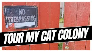 How to tame an entire cat colony of feral cats