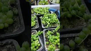 Крестовники Герианус и Роули