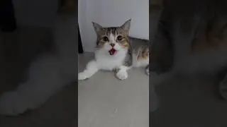 Kitten Fifi is so tired after playing 