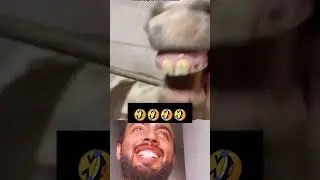 donkey  singing.   / गधा गाना 🤣🤣#viral #shortfeed #funny #comedy #shorts