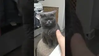 Майа. Характерный Британец
