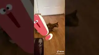 Reaction: Annie (Cat) in🐈 Heat?