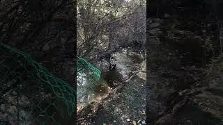 Вы не поверите, что существуют такие виды птиц, как Черный лебедь 