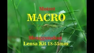 Motret MACRO menggunakan lensa Kit 18-55 mm (Foto Macro)