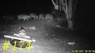 Wild boar. Wild boars on the feeder. Hunting and fishing. The mouse. Mouse. Issue 174 #boar #romarik