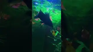 Моя акула охраняет икру) Торакатум
