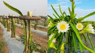 Dragon Fruit Fertilizer Schedule to Increase Production.