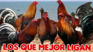 las 4 líneas que mejor ligan @elpoderdelpollo2342