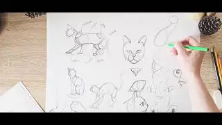 Рисуем кошку