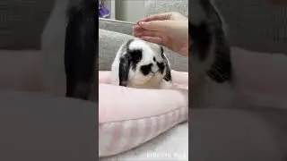 I felt 2 tails behind my bunny 🐰 🍑