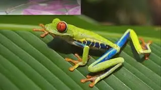 Kostaryka Cz. 2   flora i fauna