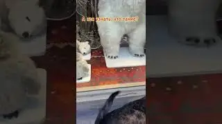 Кажется, Ронда нашла друзей😁