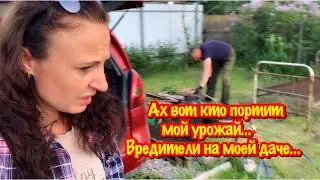 Я В ШОКЕ/ОБНАРУЖИЛА ВРЕДИТЕЛЕЙ НА МОЕМ УЧАСТКЕ/КТО ПОРТИТ МОЙ УРОЖАЙ?/ПРИЕХАЛИ НА ДАЧУ/ОБХОД ОГОРОДА