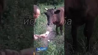 Йоба боба - Годуємо корову. Yoba boba - Feeding the cow. 