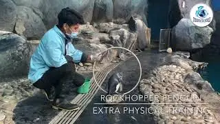 Rockhopper Penguin @ Underwater World Langkawi