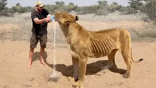 Animale Care Au Cerut Ajutorul Oamenilor