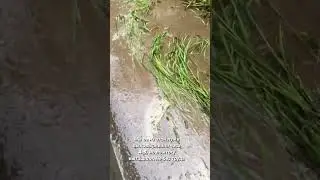 ВАДИМ ИЗ СИНДИКАТА ПО УШИ В Г…