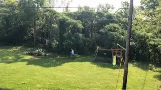Tree removal part 1
