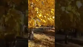 осеень, ветер💨 гонит со мной