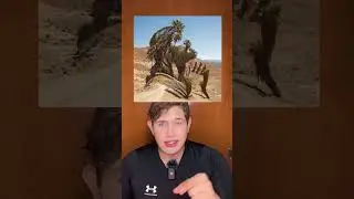 Jesús está escondido en la imagen #Shorts