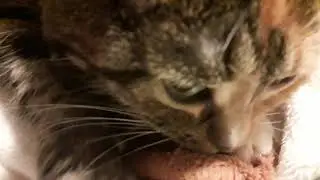 Кошка