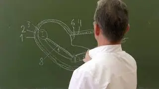 Фасциальные ложа и клетчаточные пространства кисти (правая кисть, поперечный разрез)