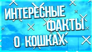 10 ИНТЕРЕСНЫХ ФАКТОВ О КОШКАХ!?