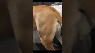 Big Boerboel Talking to Mumma 