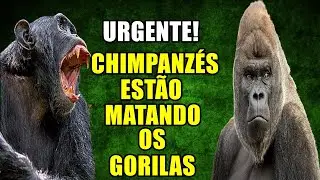 GUERRA ENTRE OS PRIMATAS !!