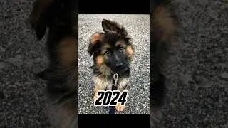 2024 German shepherd dog 🐶 vs 5000 BCE German shepherd dog 🐕 💥💥 #viral #shorts