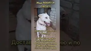 ИЩУ МАМУ И ПАПУ!!! Доставят в Россию и по Беларуси!Пожалуйста - звоните ЧЕРЕЗ ПРИЛОЖЕНИЯ,спасибо.