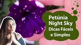 Petúnia Night Sky ou Céu Estrelado -  Dicas Simples e Fáceis de cultivo#petunias