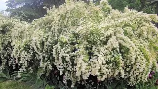 Спирея Вангутта.  Уход и выращивание.
