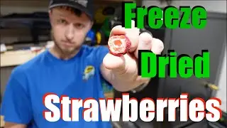 Harvest Right Freeze Drying Strawberries