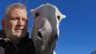 This donkey is a perfectionist