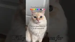 Maine Coon Ragdoll Mix Cat Collecting Hearts! 😆Will You Help Him? #shorts #catlover #youtubeshorts