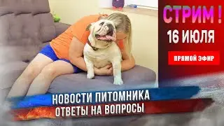 🔴 СТРИМ | 100 дней без стримов! Что нового? Поговорим? [16 июля 2023]