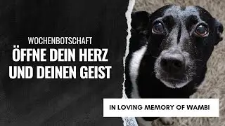 Wochenbotschaft + Podcast ✨ ÖFFNE DEIN HERZ & DEINEN GEIST | August 2024 • Tarot • Horoskop