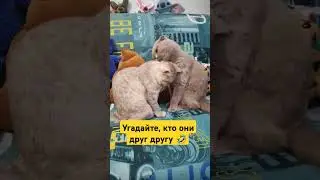 #cat #котики