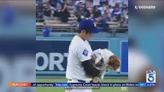Ohtani's dog Decoy throws out first pitch at Los Angeles Dodgers game