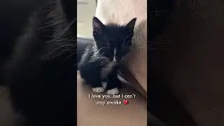 CUTEST Baby Kitten Struggling to STAY Awake 💕🐱 #kittens #cutecats #sweetbabies #furbabies