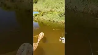 🦈 Рыба монстр