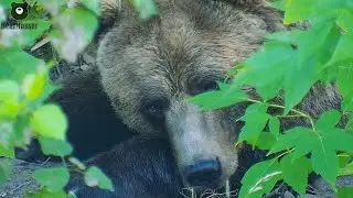 Пора спать, медвежонок 🐻💤 /Bear Mansur
