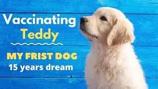 Female golden retriever puppy getting first vaccination - Teddy | Tamil