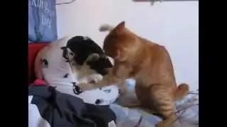 Katt Fight morsom som faen!
