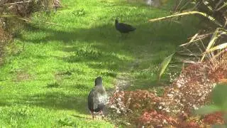 Takahe, Calls. Такахе, крики [1684sp]