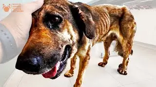 Skinny Wounded Dog Left For Dead Until Animal Angels Stepped Up BIG