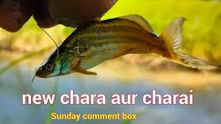 Tangra machhali ka new chara aur charai || Sunday comment box || Sundar bihar